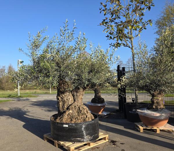 Olivenbaum-Hojiblanca--Nr-91